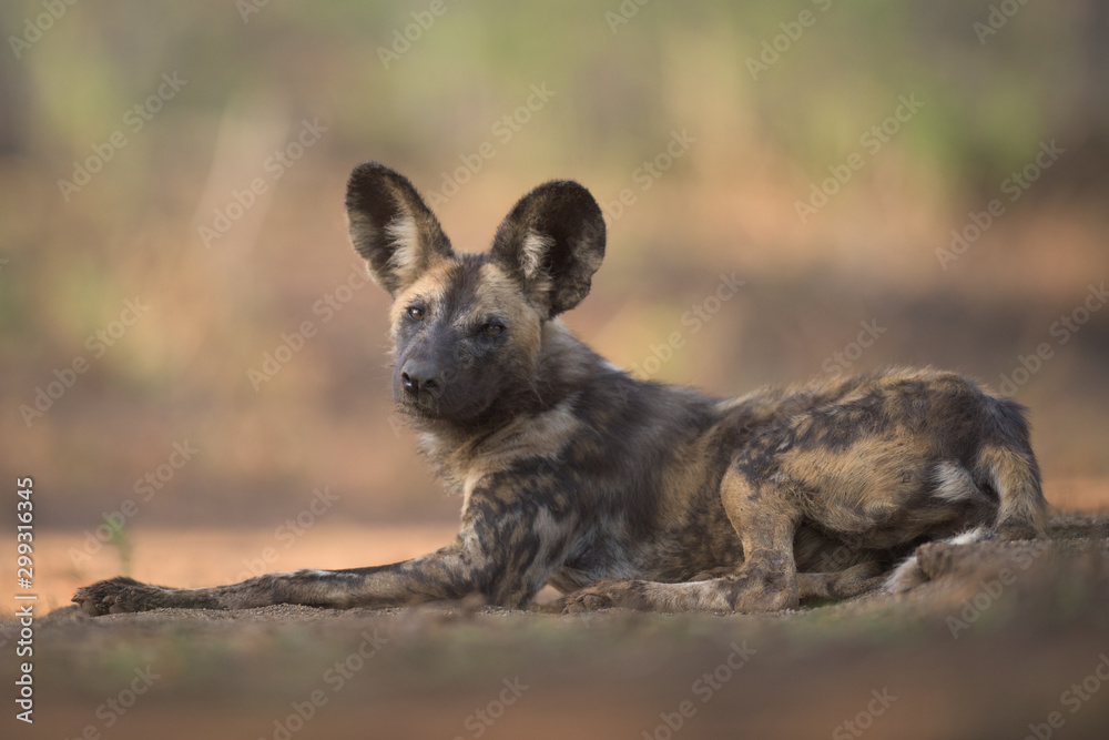 Resting African Wild Dog Resting African Wild Dog