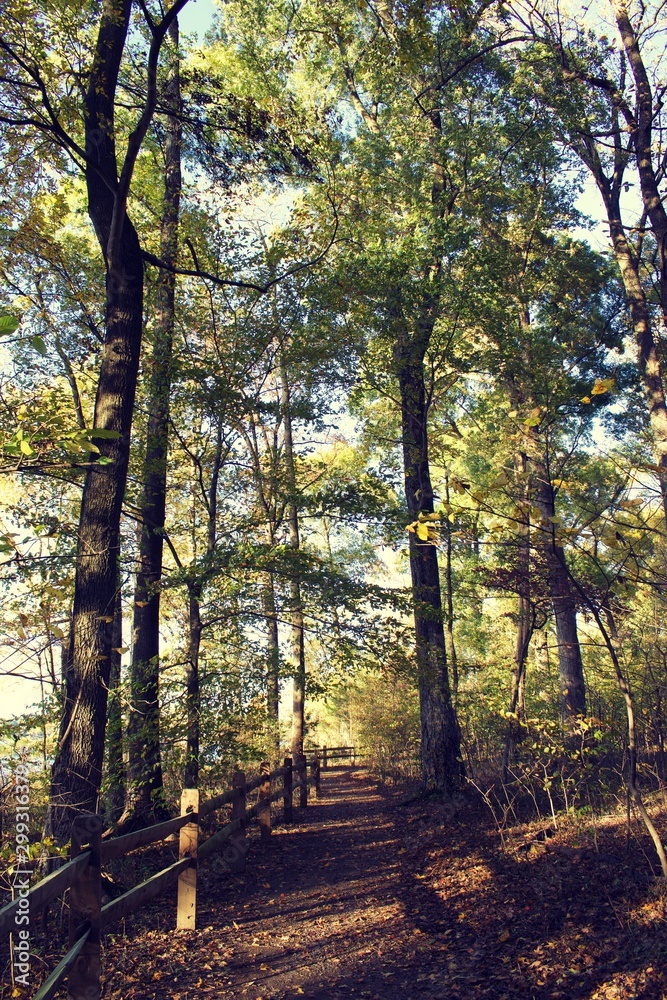 Looking down path at Fall or Autumn trees in Mason Neck State Park, during golden hour Looking down path at Fall or Autumn trees in Mason Neck State Park, during golden hour