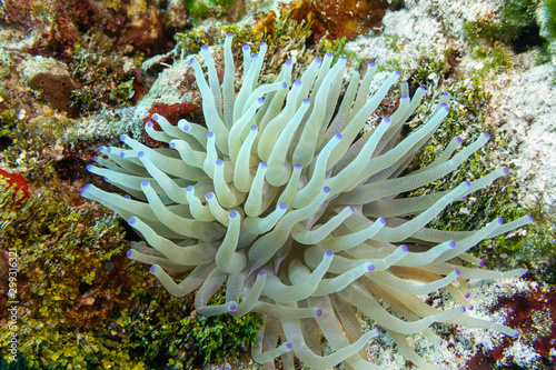 Photo sea anemone in the caribbean