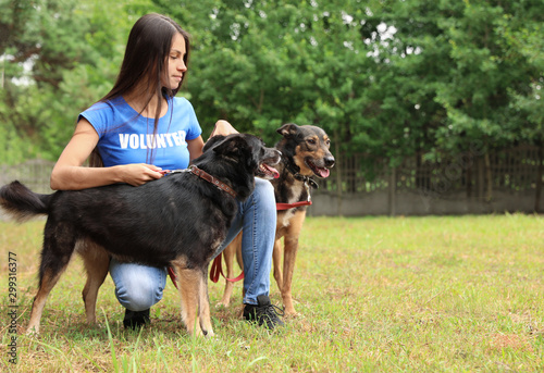 Photography Female volunteer with homeless dogs at animal shelter outdoors