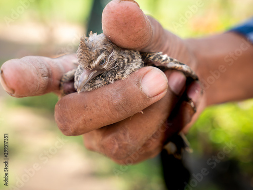 Little Pigeon in The Hand of The Male Worker