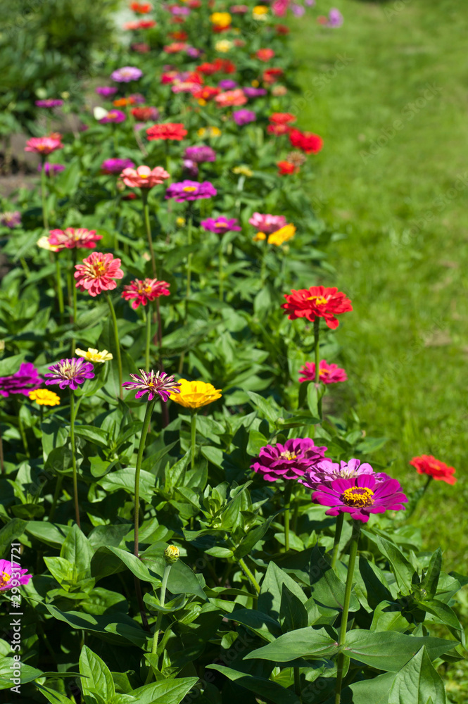 Colorful flower border with Zinnia elegans on the edge of green lawn..July, Russia.