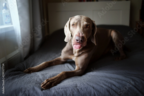 Funny pointer dog lying on bed in bedroom
