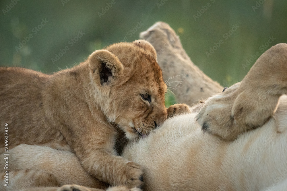 Close-up of lion cub suckling from mother Close-up of lion cub suckling from mother