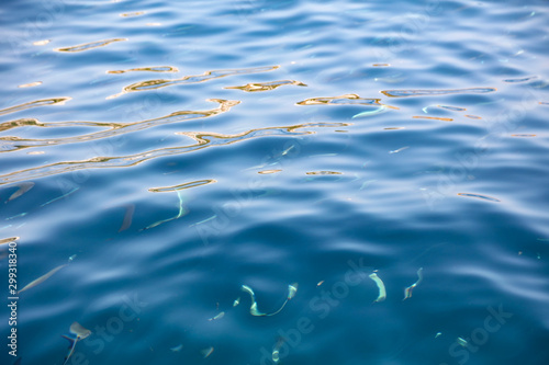 Fish in the blue water of the sea as a background © schankz