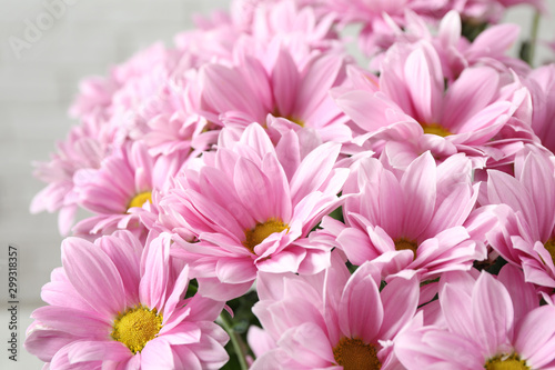 Beautiful pink chamomile flowers on light background, closeup