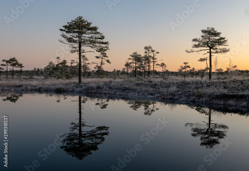 sunny landscape with swamp pines © ANDA