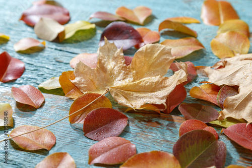 Colorful autumn tree leaves on a wooden blue background.