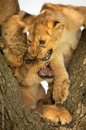 Close-up of lion cubs snarling in tree