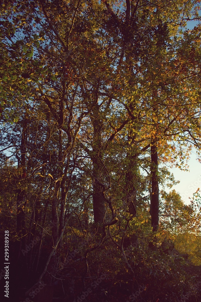 Fall or Autumn trees in Mason Neck State Park, during golden hour