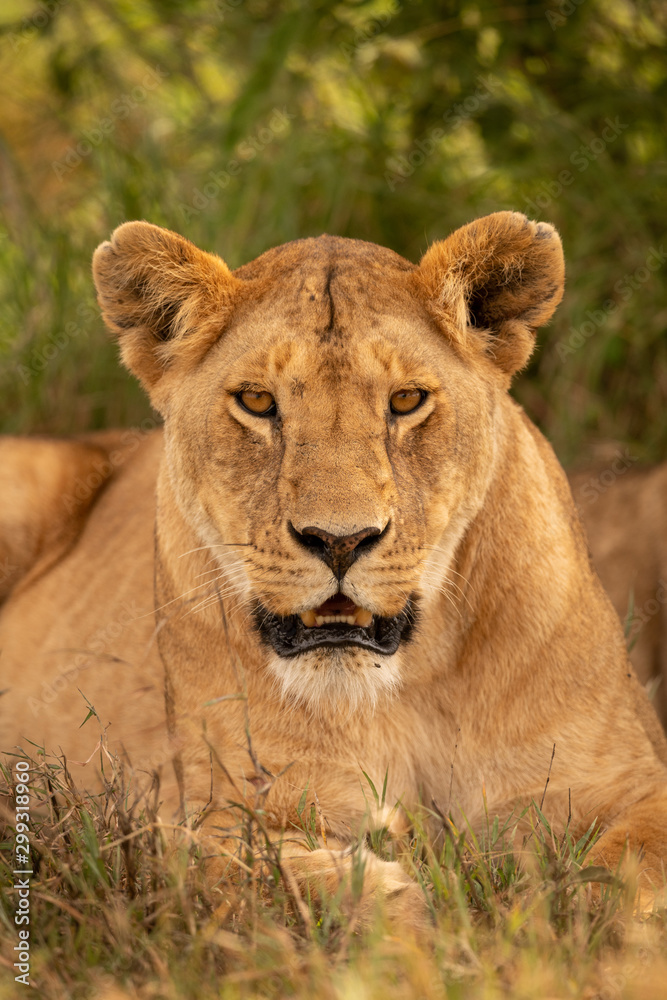 Close-up of lioness facing camera in grass Close-up of lioness facing camera in grass