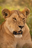Close-up of lioness facing right in grass