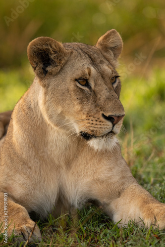 Close-up of lioness in grass looking right