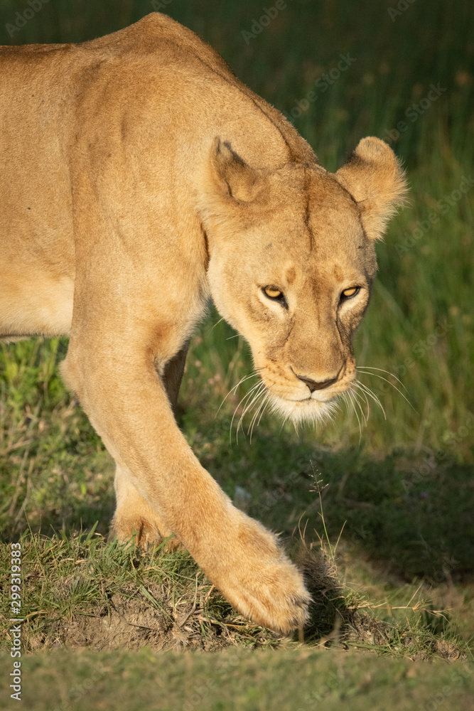 Close-up of lioness lifting paw while walking Close-up of lioness lifting paw while walking