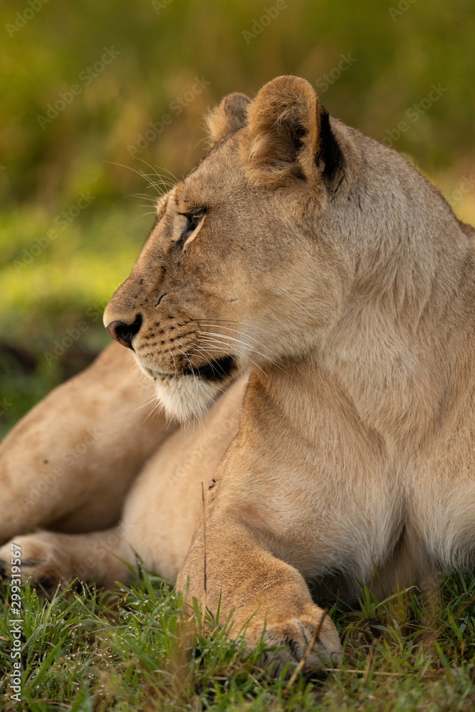 Close-up of lioness lookng left in grass Close-up of lioness lookng left in grass