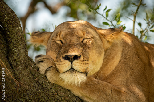 Close-up of lioness lying asleep on branch © Nick Dale