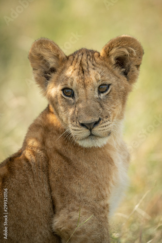 Close-up of lioness sitting in tall grass