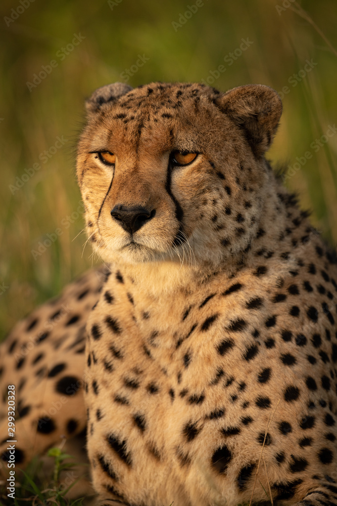 Close-up of male cheetah lying in grassland Close-up of male cheetah lying in grassland