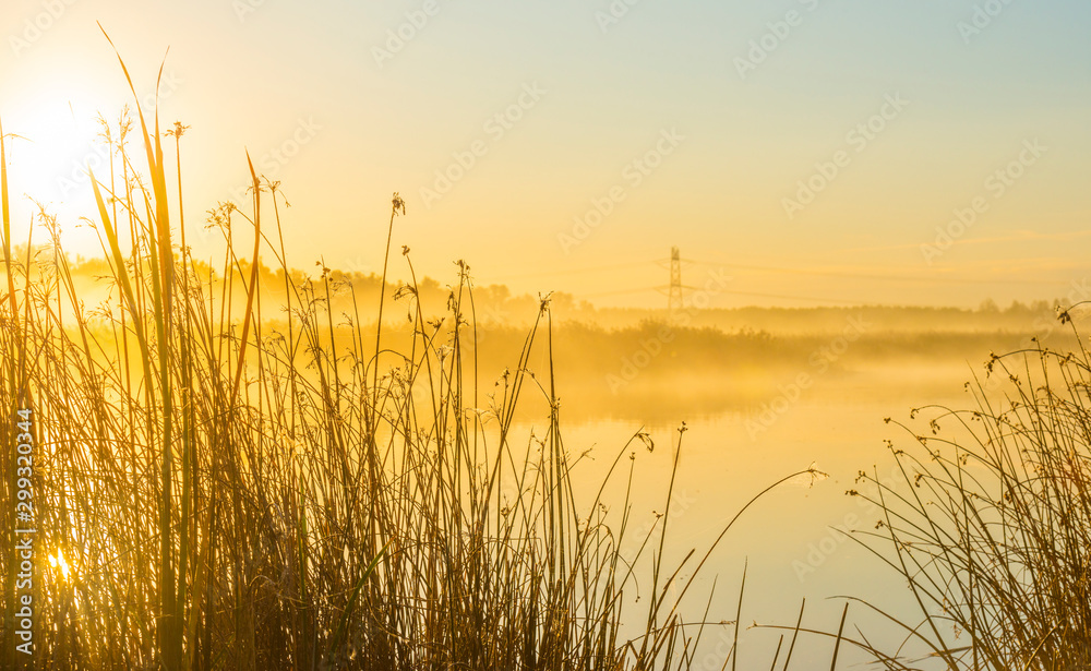 Reed along the edge of a lake in sunlight at sunrise in autumn