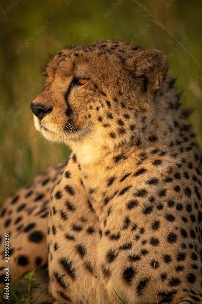 Close-up of male cheetah lying in savannah Close-up of male cheetah lying in savannah