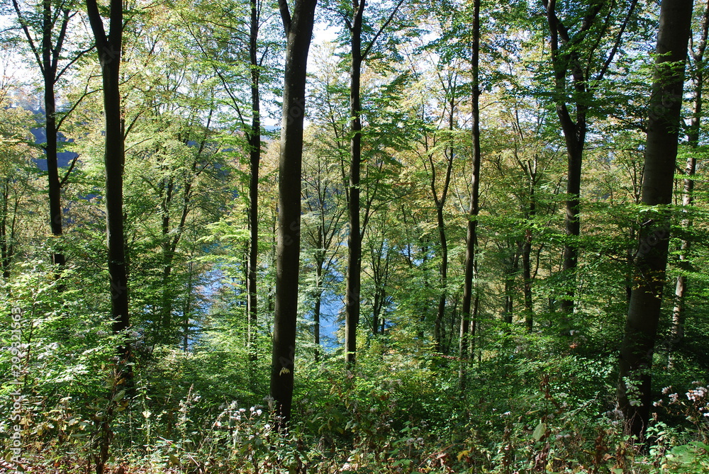 Fototapeta premium Daun – Dauner Maare – Eifelmaare