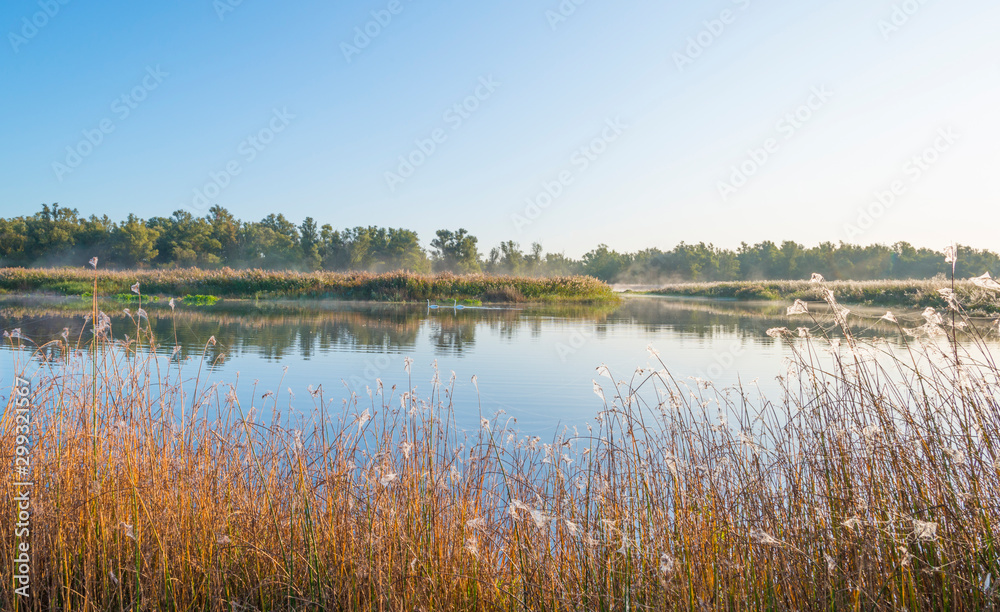 Reed along the edge of a lake in sunlight at sunrise in autumn