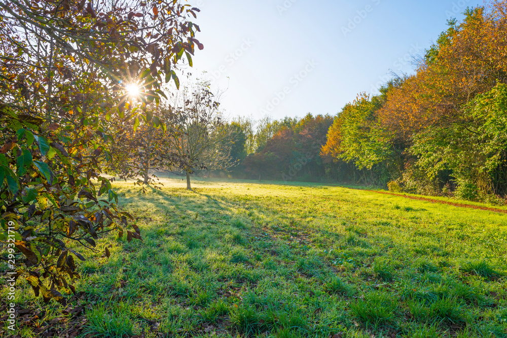 Trees in fall colors in a green grassy field in sunlight in autumn - obrazy, fototapety, plakaty 