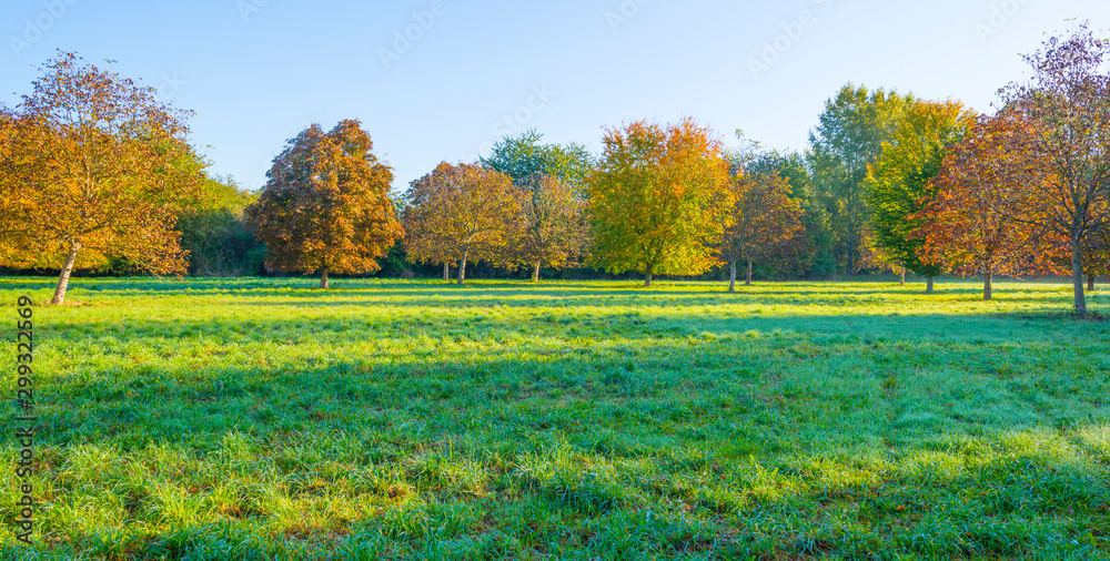 Trees in fall colors in a green grassy field in sunlight in autumn