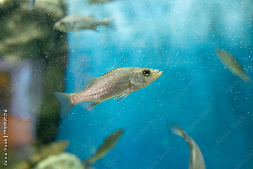 Naklejka premium セイゴ