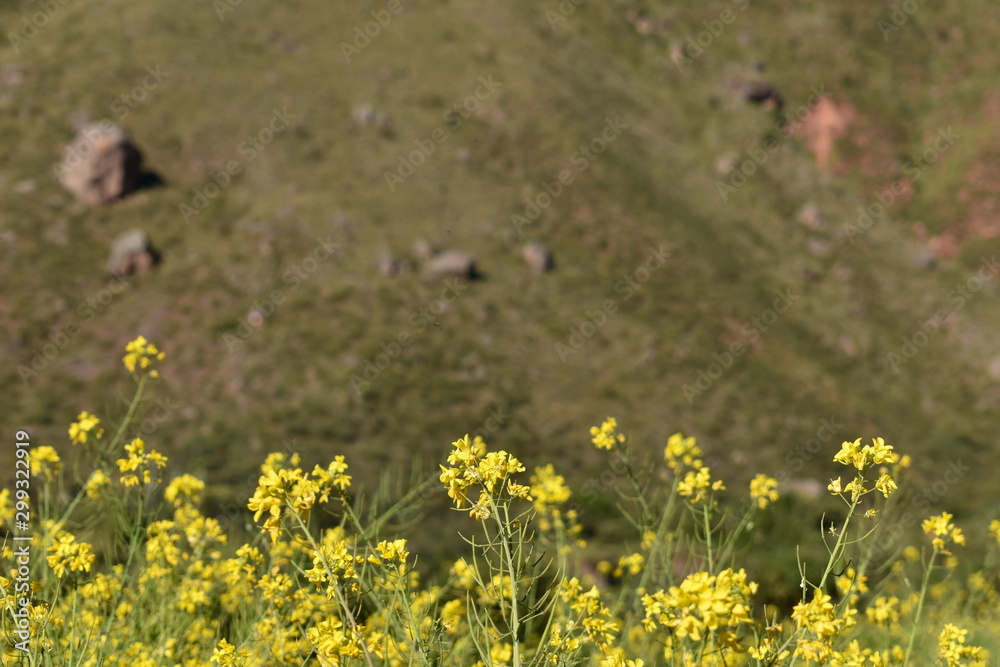 Obraz premium flores