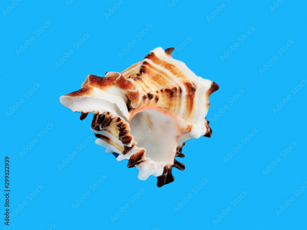 Sea shell isolated on a blue background - obrazy, fototapety, plakaty 