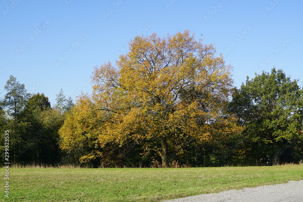 autumn in the park,autumn, tree, fall, forest, nature, landscape, park, sky, trees, leaves, yellow, leaf, season, green, grass, foliage, blue, color, wood, woods, 