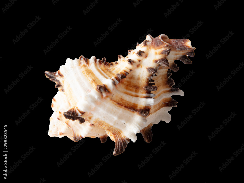 Sea shell isolated on a black background Sea shell isolated on a black background