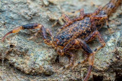 Marbled scorpion  Lychas variatus  hunting on a rock in the Daintree rainforest  Queensland  Australia