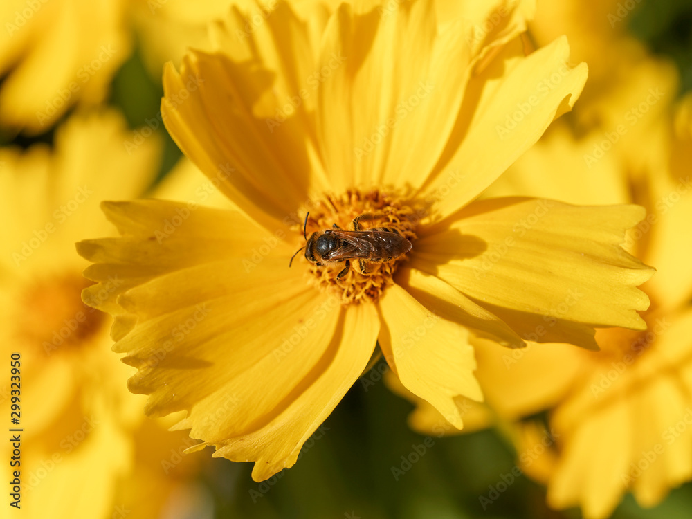 (Halictus scabiosae) Gelbbindige Furchenbiene mit gelblich behaart, fühler schwarz, die den Nektar einer coreopsis flower erntet