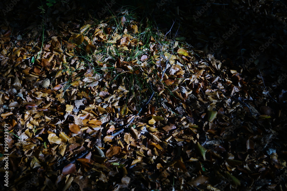 autumn leaves on the ground,tea, leaves, texture, black, leaf, dry, food, green, nature, seed, dried, macro, autumn, brown, plant, drink, herb, healthy, organic, natural, rice, ingredient, herbal, autumn leaves on the ground,tea, leaves, texture, black, leaf, dry, food, green, nature, seed, dried, macro, autumn, brown, plant, drink, herb, healthy, organic, natural, rice, ingredient, herbal,