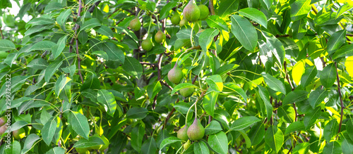 pear tree with green immature young fruits on a summer day with a copy of space, the concept of gardening and ecology photo