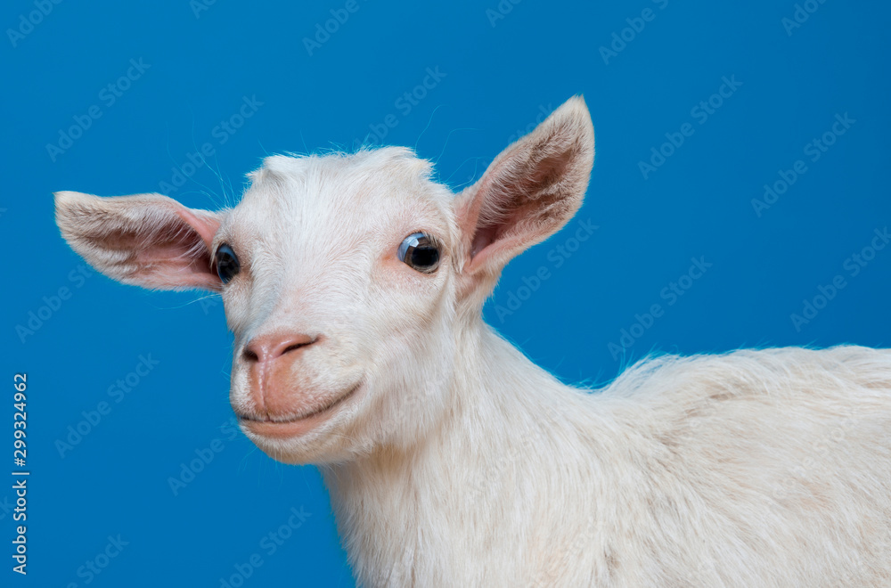 Fototapeta premium young white funny goat - portrait on blue background