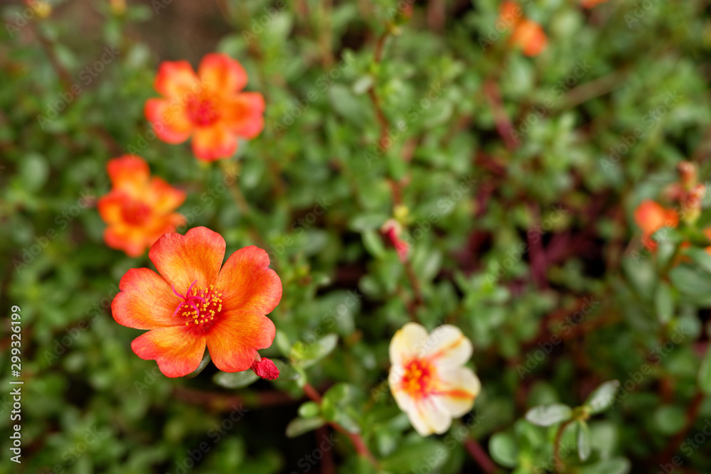 orange flower with selective focus and space orange flower with selective focus and space