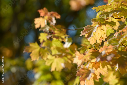 Beautiful colorful leaves in autumn forest. Red, orange, yellow, green and brown autumn leaves. Maple foliage. Seasonal background.