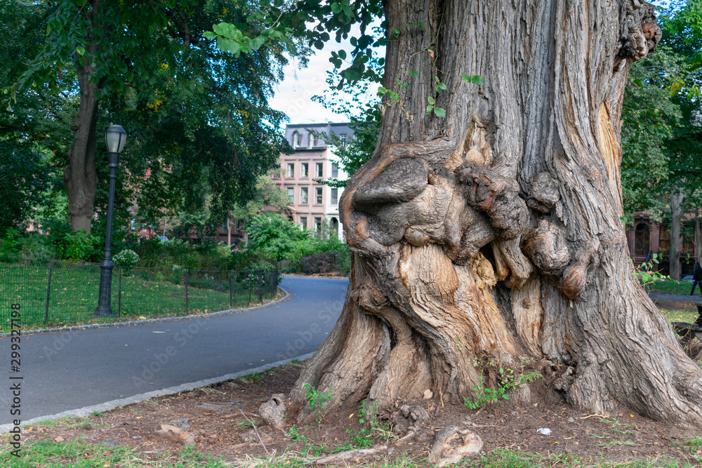 Large Tree Trunk at Fort Greene Park in Brooklyn New York