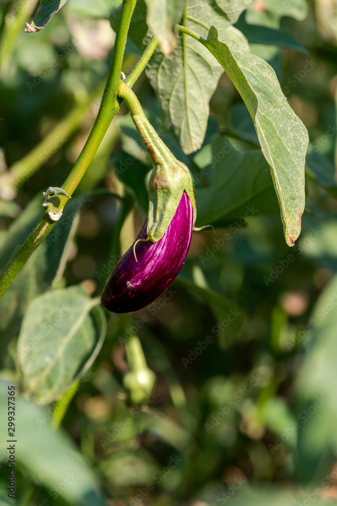 Growing aubergines in garden beds Growing aubergines in garden beds