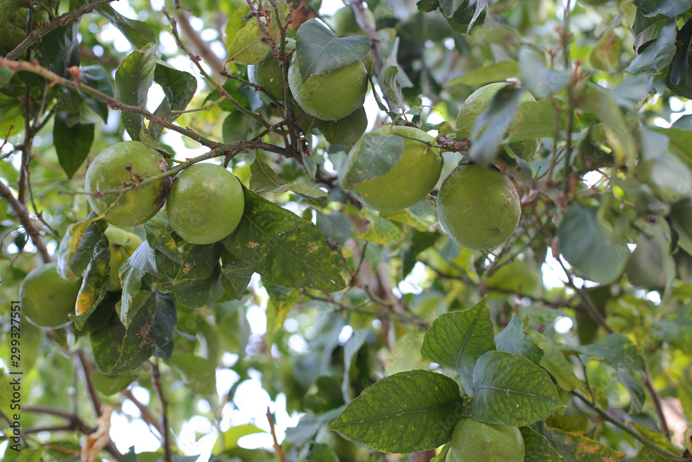  Lemon tree with fruits