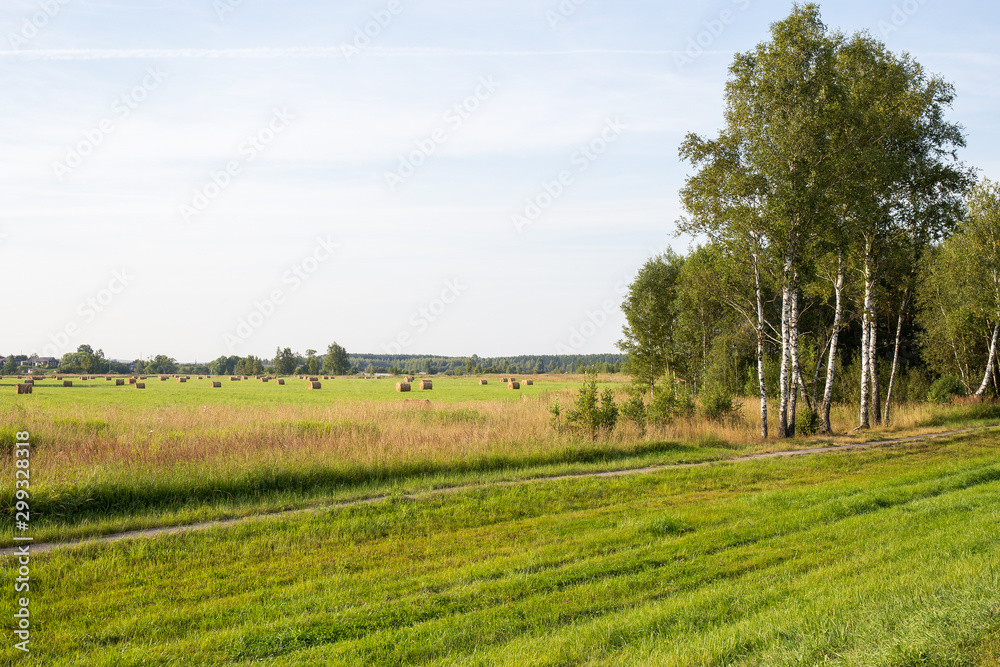View of a mown meadow with haystacks on the background of birches and villages. Ivanovo region, Russia.
