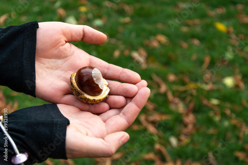 chestnut on woman hand in park on autumn time