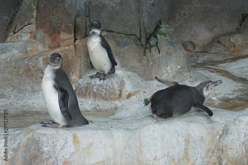 ペンギン　ずっこけ　コガタペンギン　マゼランペンギン　動物園