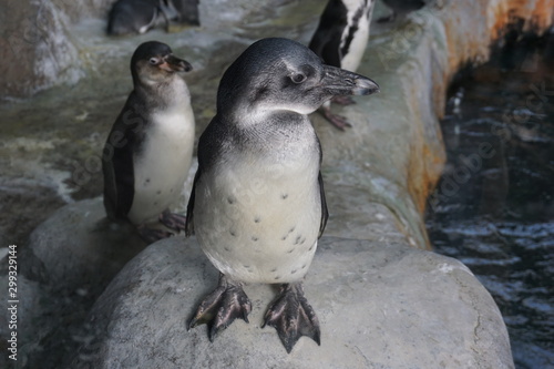 ペンギン　鳥　動物園　モスクワ　コガタペンギン