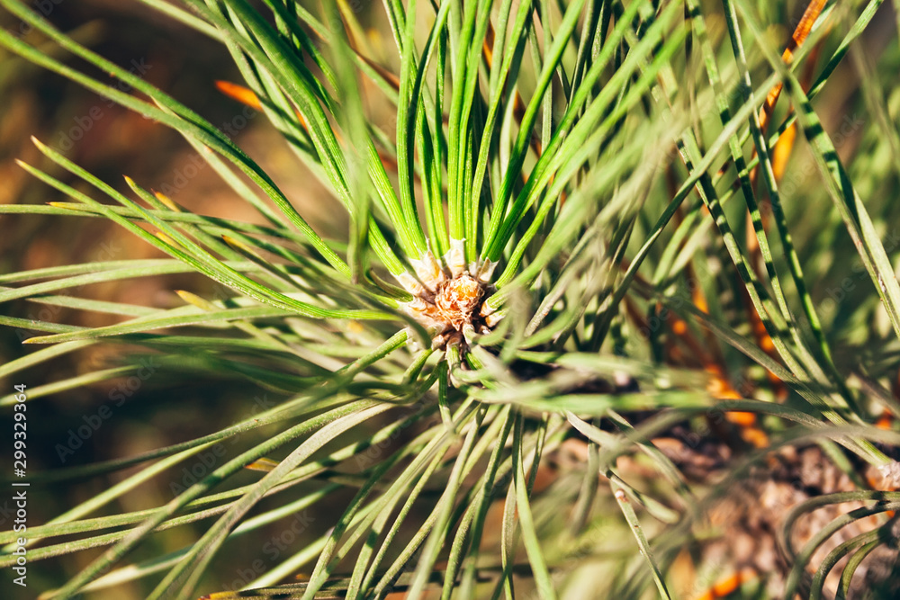 Closeup view of pine buds among green needles under the warm setting sun. Macro of beautiful branches of an evergreen tree on a majestic winter day. Selective focus Closeup view of pine buds among green needles under the warm setting sun. Macro of beautiful branches of an evergreen tree on a majestic winter day. Selective focus