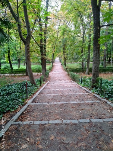 path in forest