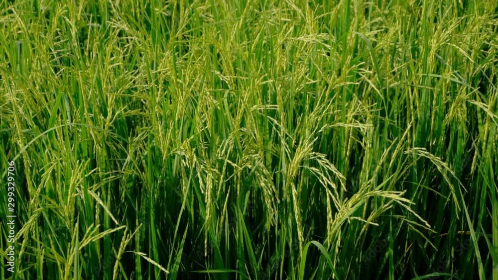 Rice green stalks swaying in the wind mountain background. rice field in thailand. Slow motion Rice green stalks swaying in the wind mountain background. rice field in thailand. Slow motion